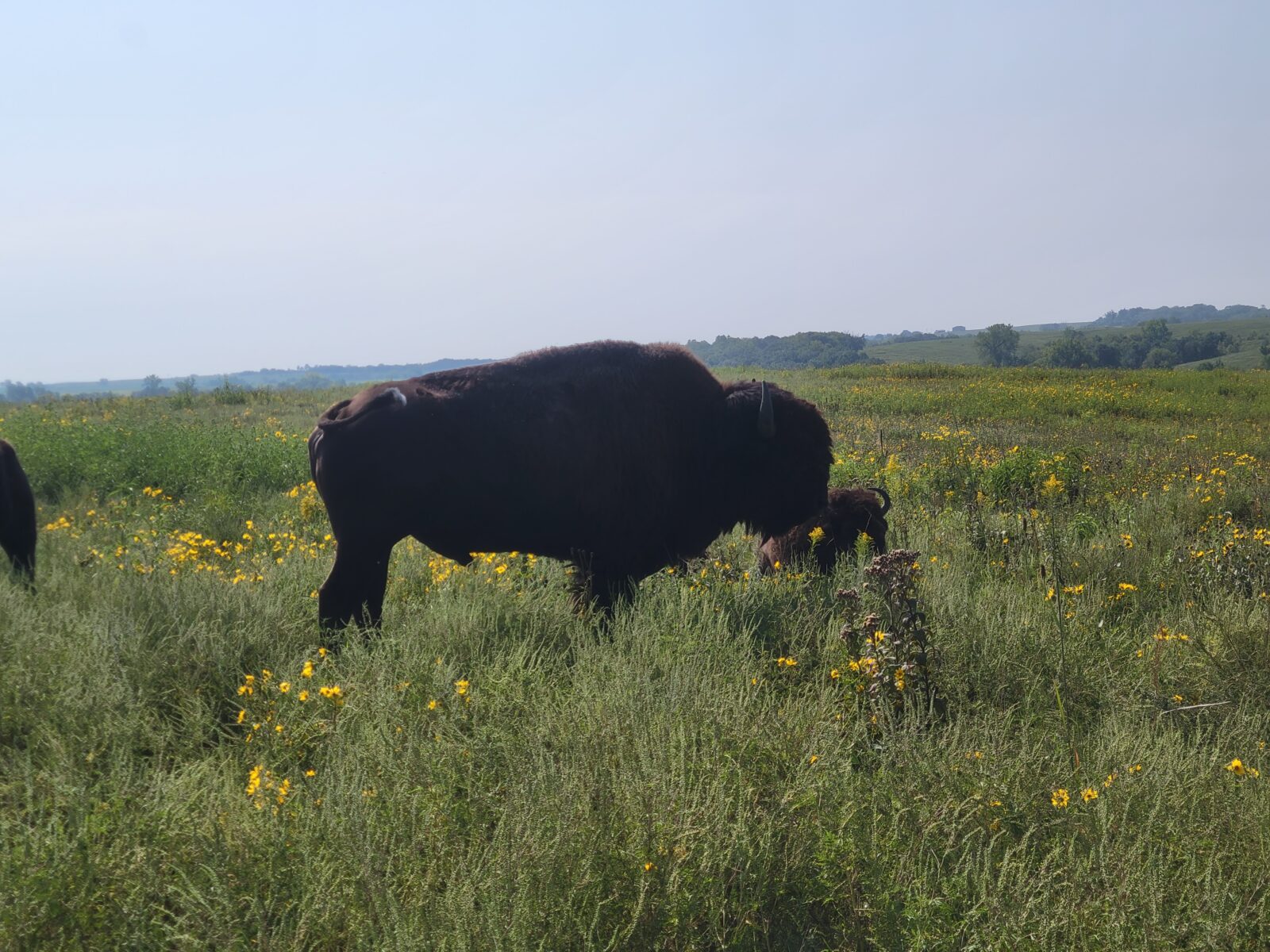 A single buffalo grazing in a green field.